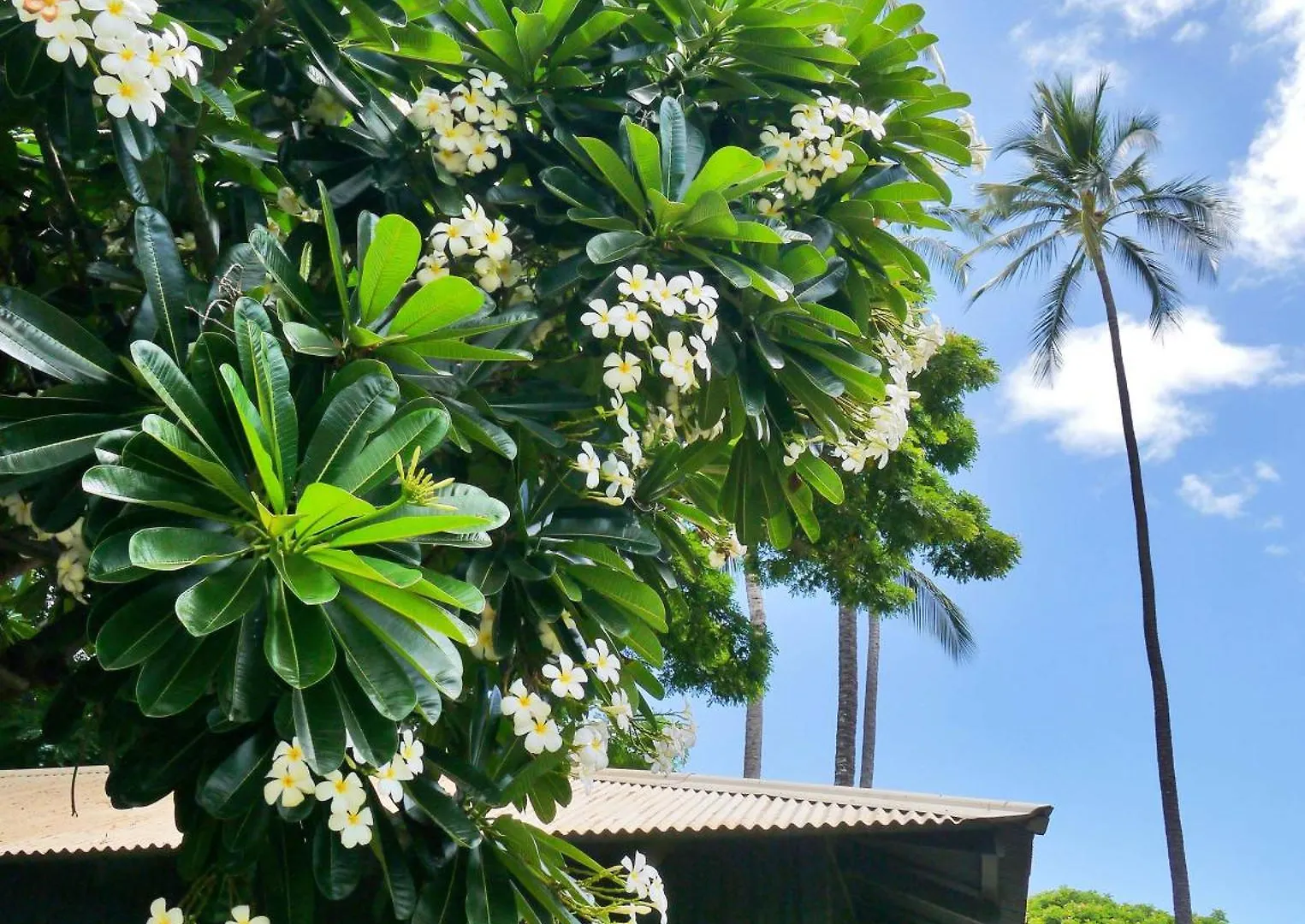 Waimea Plantation Cottages, A Coast Resort Lodge Waimea (Kauai)